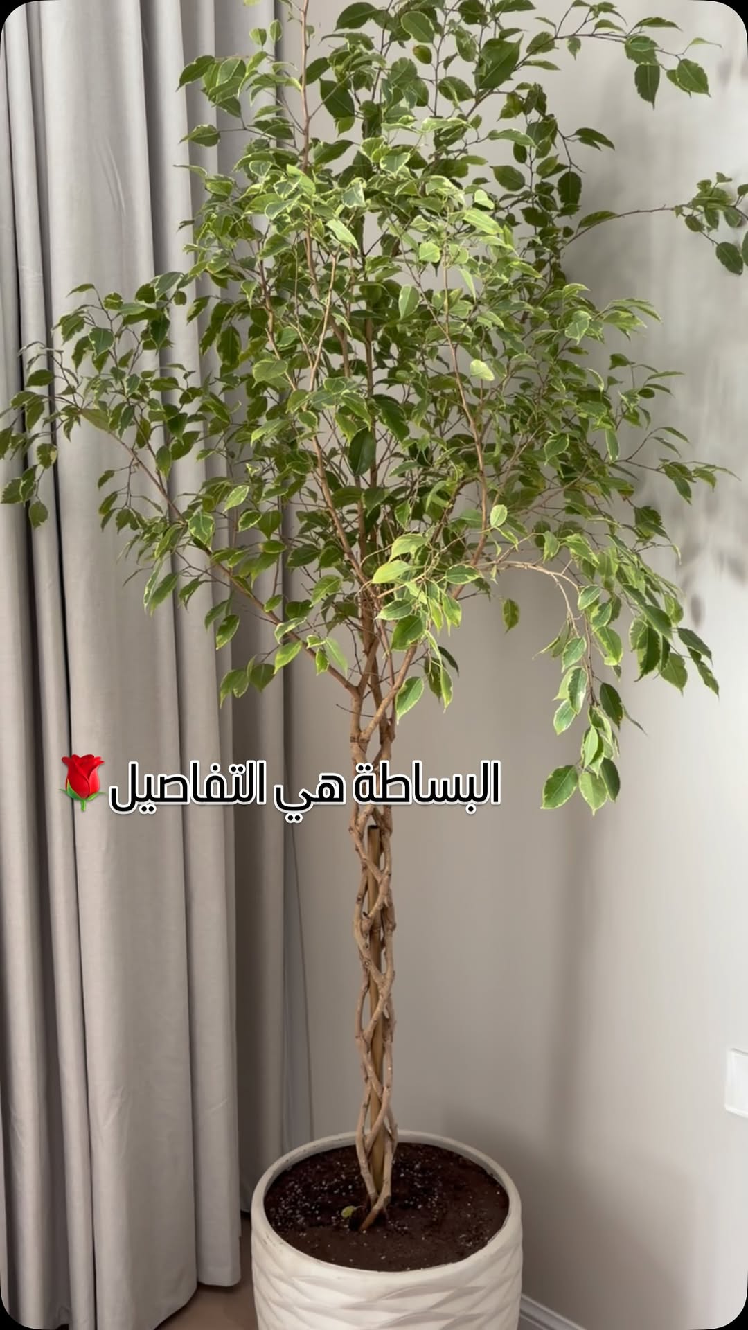 لافوندا